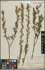 Foto von Salix purpurea L.